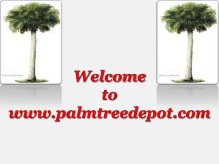 Palm Tree Depot in North Carolina