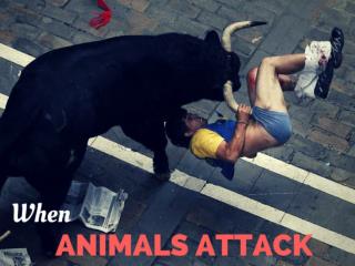 When animals attack