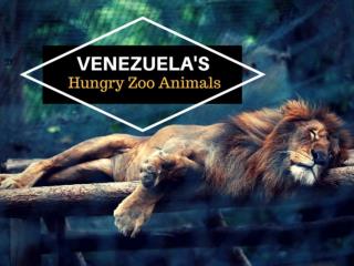 Venezuela's hungry zoo animals