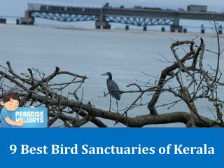 9 Best Bird Sanctuaries of Kerala
