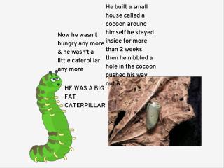 Caterpillar