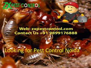 Looking for Pest Control Noida Call us at 91 9899176888