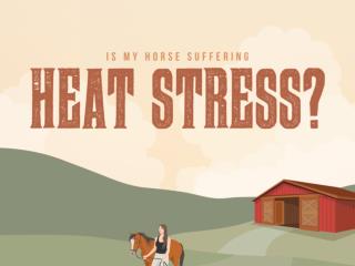 Is My Horse Suffering from Heat Stress?