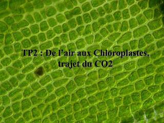 TP2 : De l’air aux Chloroplastes, trajet du CO2