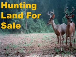 Large And Different Hunting Land For Sale