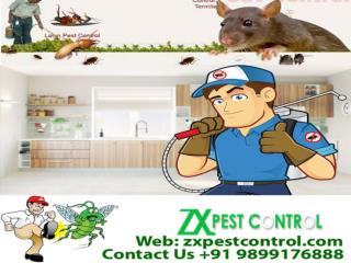 ZX Pest Control Noida, India call us at 9899176888