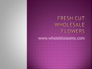 Fresh Cut Wholesale Flowers - www.wholeblossoms.com