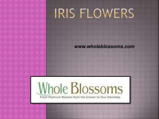 Iris Flowers - www.wholeblossoms.com