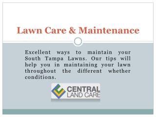 South tampa lawn care|Lawn service Tampa