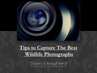 Tips to Capture The Best Wildlife Photographs