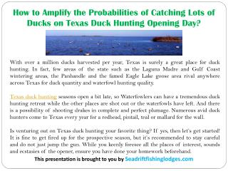 How to Amplify the Probabilities of Catching Lots of Ducks on Texas Duck Hunting Opening Day?