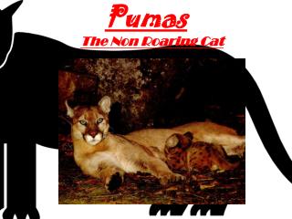 Pumas