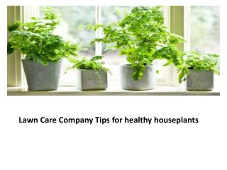 Lawn Care Company Tips for healthy houseplants