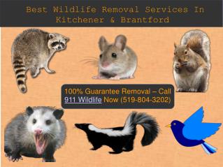 Wildlife Removal | Raccoon Removal Expert In Kitchener & Brantford