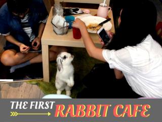 The first rabbit cafe