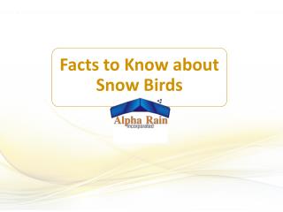 Snow Birds for Metal Roofs - Alpha Rain