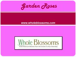 Wholesale Garden Roses - Wedding Flowers