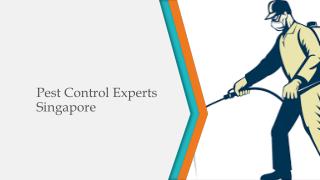 Pest Control Experts Singapore