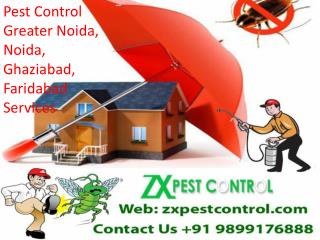 Insects or Pest Control Greater Noida, Noida, Ghaziabad, Faridabad Services call Us