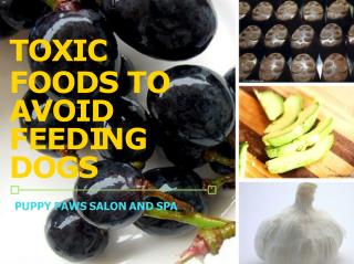 Toxic Foods To Avoid Feeding Dogs