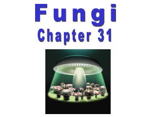 Fungi