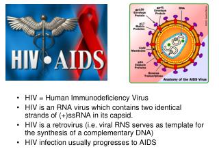 PPT - HIV = Human Immunodeficiency Virus HIV is an RNA virus which ...