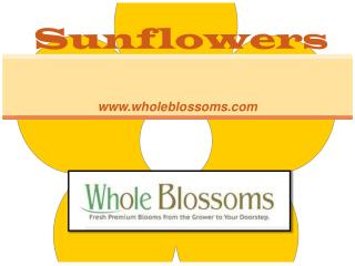 Wholesale Sunflowers - www.wholeblossoms.com