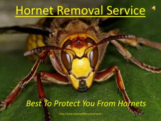 Hornet Removal Service
