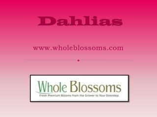 Buy Dahlia Flowers Online - www.wholeblossoms.com