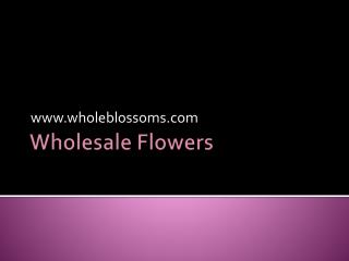 Wholesale Flowers - www.wholeblossoms.com