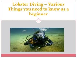 Lobster Diving – Various Things you need to know as a beginner