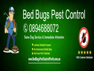 Bed Bugs Pest Control