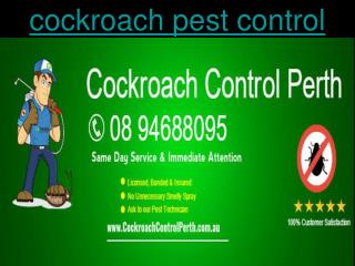 Cockroach Control Perth