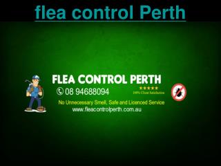 Flea Control Perth