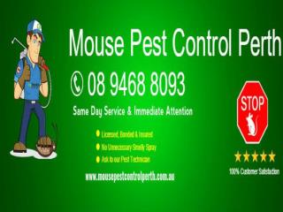 Mouse Pest Control Perth