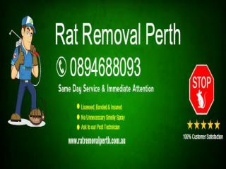 Rat Removal Perth