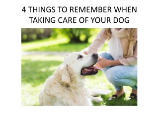 4 Things to Remember When Taking Care of Your Dog