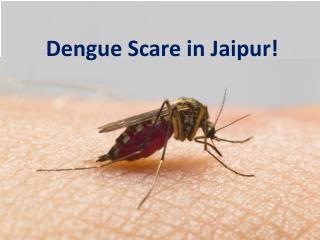 Dengue Scare in Jaipur!