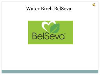 Water Birch on sale