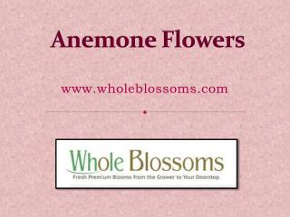 Order Anemone Flower Online - www.wholeblossoms.com