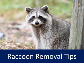 Raccoon Removal Tips