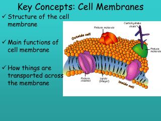 Key Concepts: Cell Membranes