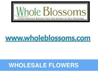 Wholesale Flowers - www.wholeblossoms.com