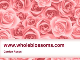 Bulk Garden Roses - www.wholeblossoms.com