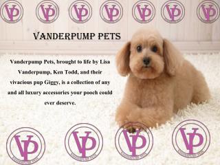 Choose Luxury Dog Collars at Vanderpump Pets
