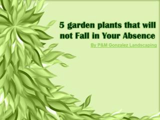 5 garden plants that will not Fall in Your Absence