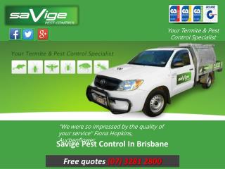 Savige Pest Control In Brisbane