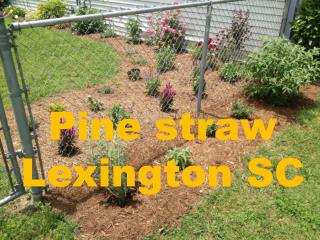 Want To Get Residential Pine straw Lexington SC