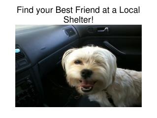 Find your Best Friend at a Local Shelter!