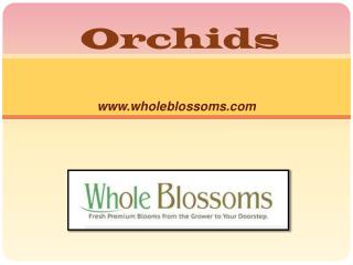 Buy Fresh Cut Orchids - www.wholeblossoms.com